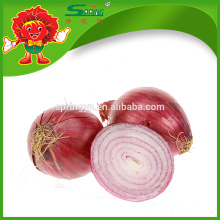 High Quality Onion Manufacturer Natural red big onion